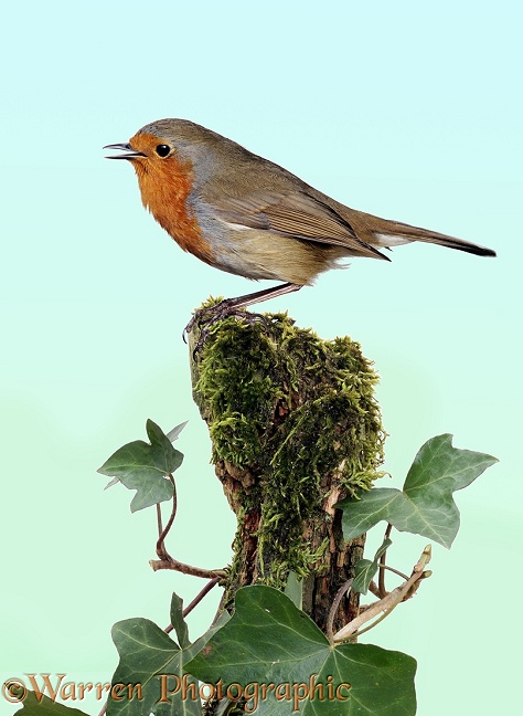 Robin (Erithacus rubecula) singing from a mossy perch.  Europe