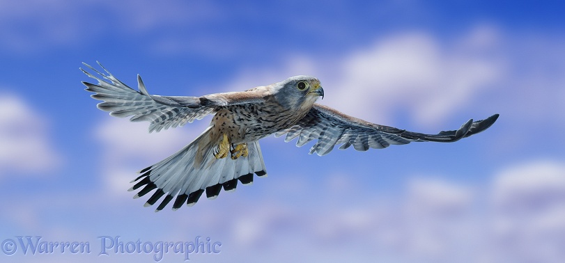 Kestrel (Falco tinnunculus) in flight