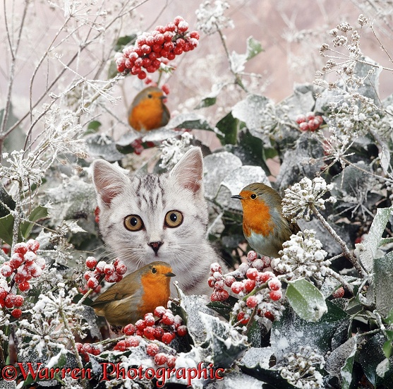 Portrait of silver spotted kitten (Peregrine x Thisbe), 4 months old, among snowy holly berries, ivy flowers and robins