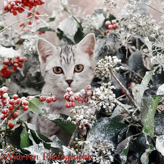 Portrait of silver spotted kitten (Peregrine x Thisbe), 4 months old, with snowy holly and ivy berries