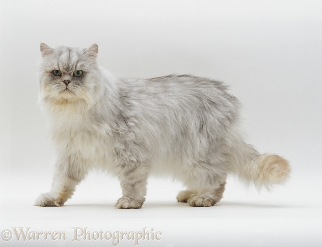 Silver tabby chinchilla Persian male cat, Cosmos, white background