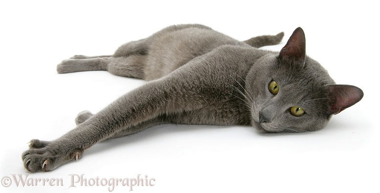 Blue Tonkinese male cat, Del, lying, white background