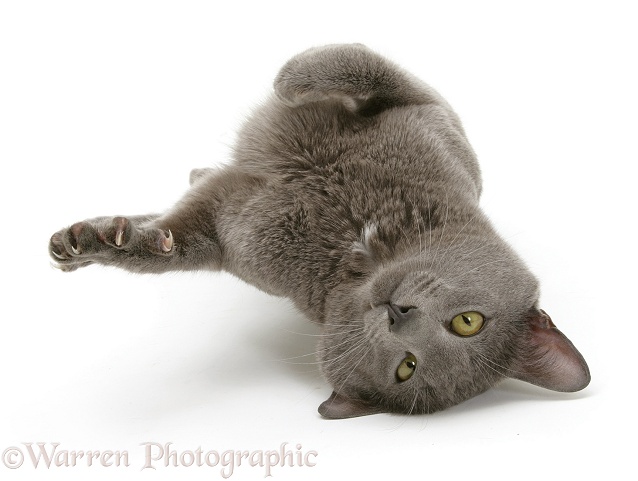 Blue Tonkinese male cat Del rolling, white background