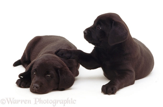 Black Labrador puppies, white background