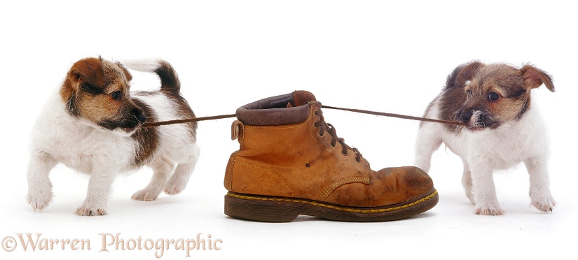 Jack Russell Terrier pups playing with a shoe and pulling the laces, white background