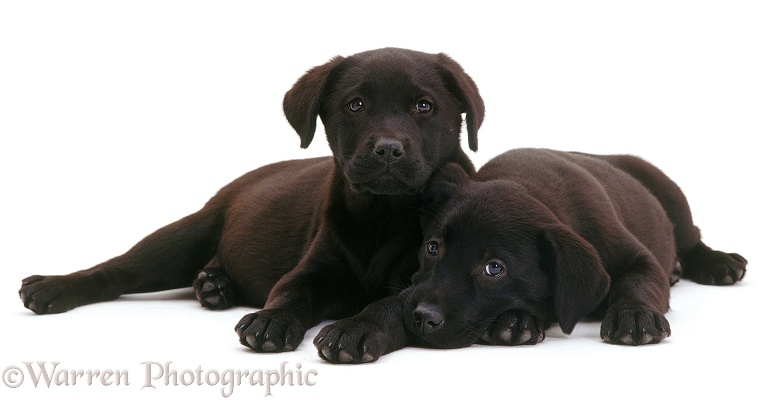 Black Labrador puppies, white background