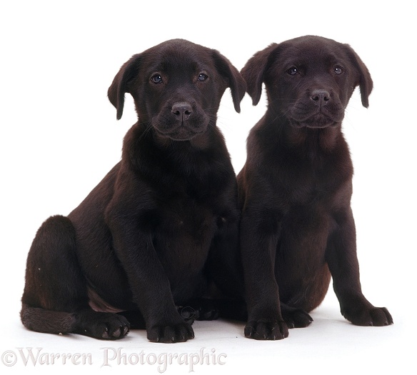 Black Labrador puppies, white background
