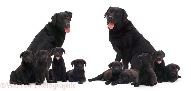 Black Labrador family, white background