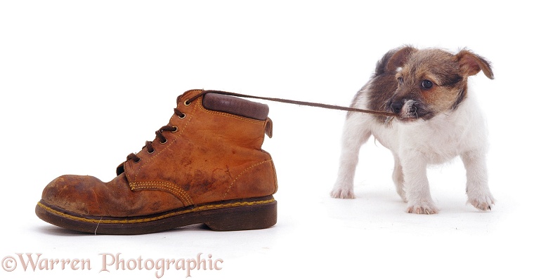 Jack Russell Terrier pup pulling a shoelace, white background