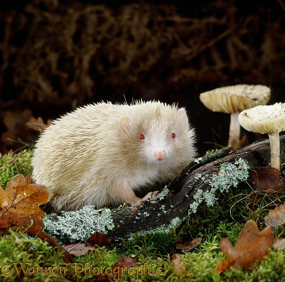 Albino European Hedgehog (Erinaceus europaeus)