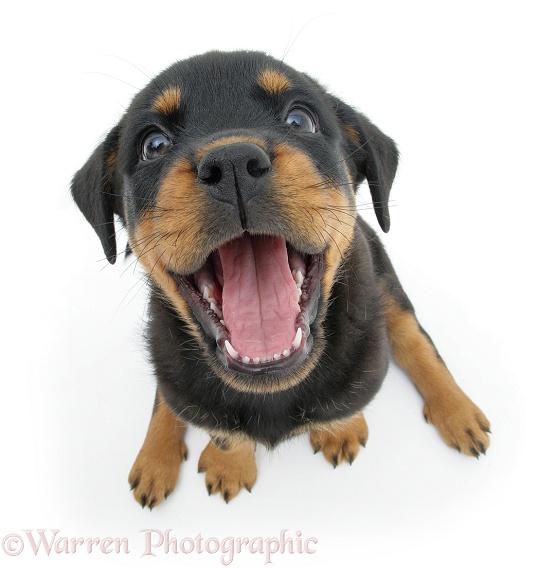 Rottweiler pup looking up with open mouth, white background