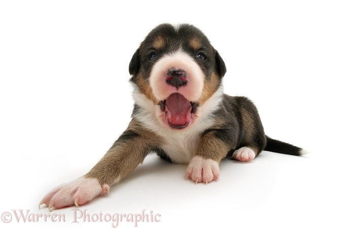 Border Collie pup yawning, white background