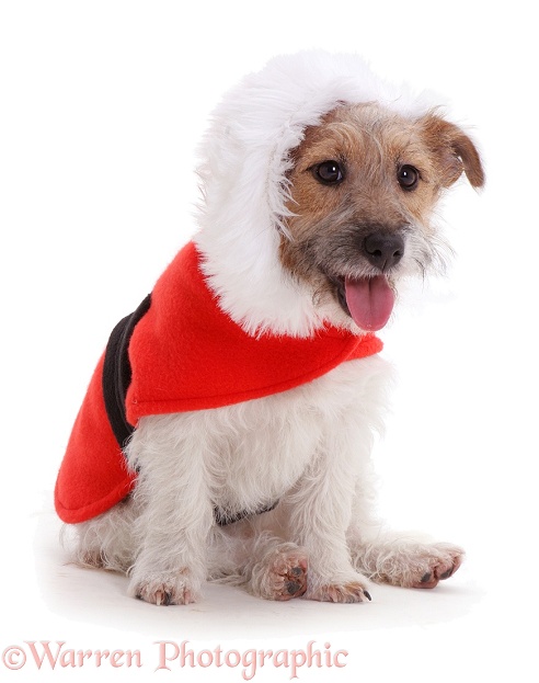 Jack Russell Terrier Buttercup with a red Christmas coat on, white background