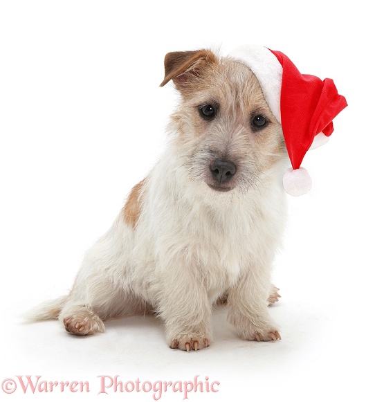 Jack Russell Terrier, Daisy, with a Father Christmas hat on, white background