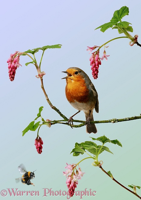 Robin (Erithacus rubecula) singing from its perch on Flowering Currant.  Europe