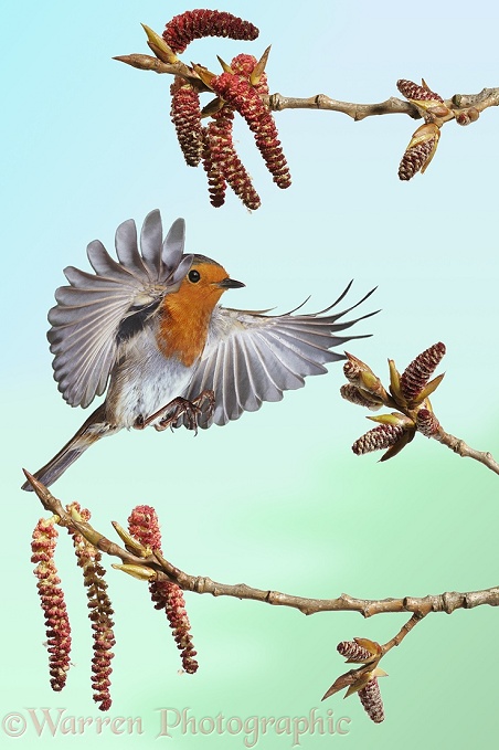 Robin (Erithacus rubecula) about to alight among Poplar catkins in spring.  Europe