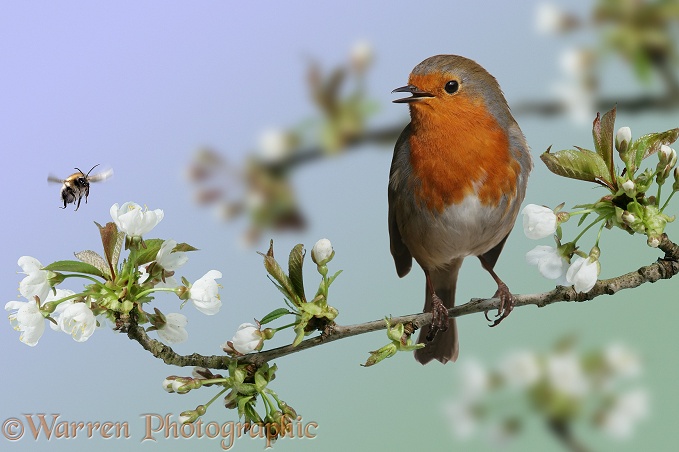 European Robin (Erithacus rubecula) singing from its perch on a flowering Wild Cherry, while bumblebee visits flowers