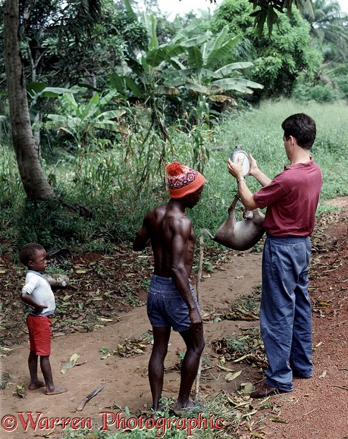Bush meat hunting in Sierra Leone.  Researcher weighing duiker.  West Africa