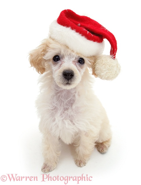 Poodle with Father Christmas hat, white background