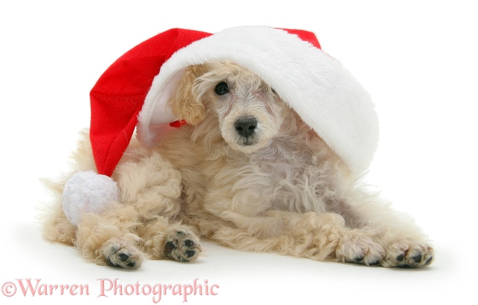 Poodle with Father Christmas hat, white background
