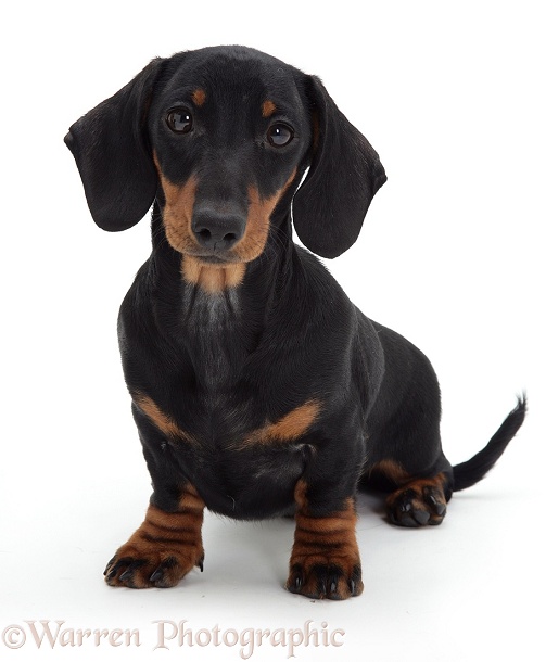 Black-and-tan Dachshund pup sitting, white background