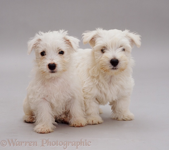 West Highland White Terrier pups