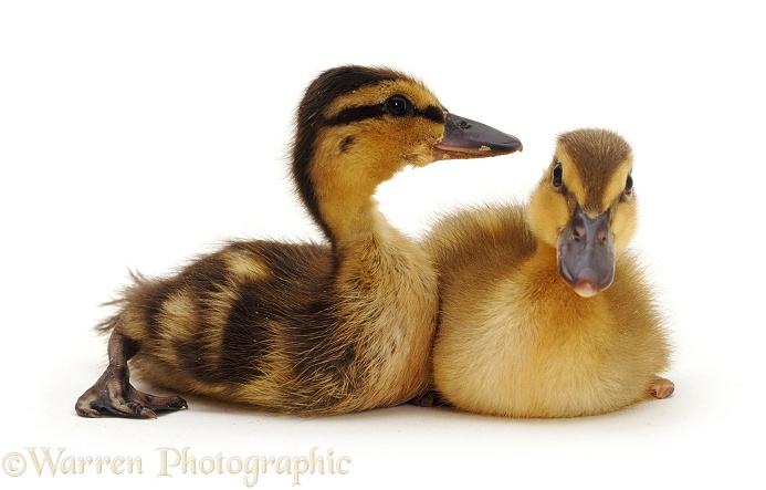 Mallard Ducklings, 1 week old, white background