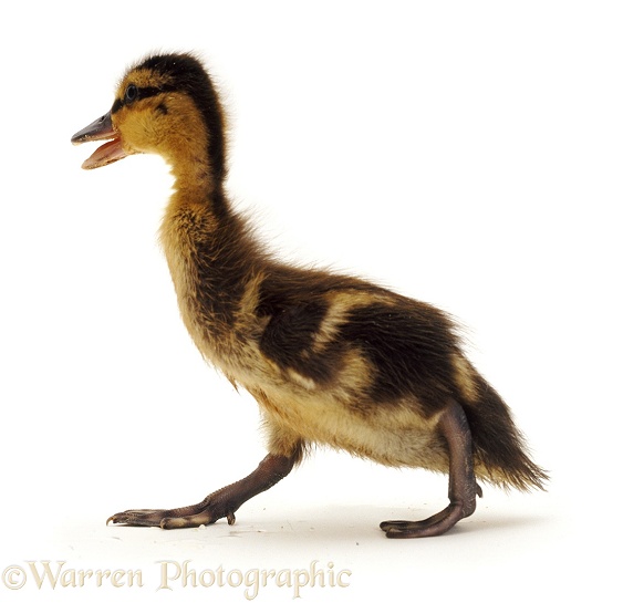 Mallard Duckling, 1 week old, white background