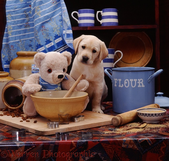 Yellow Labrador puppy, 7 weeks old, in the kitchen with Small Cream Bear