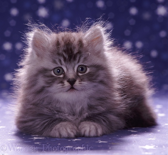 Fluffy silver tabby kitten