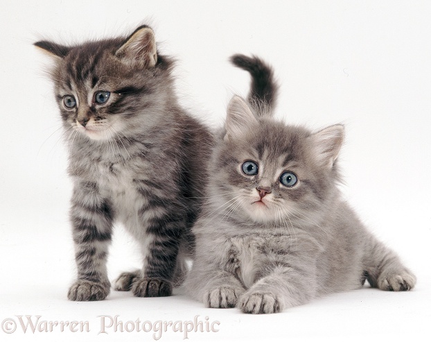 Two fluffy kittens, white background