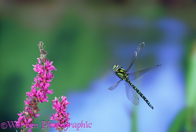 Southern Aeshna Dragonfly (Aeshna cyanea) male in flight