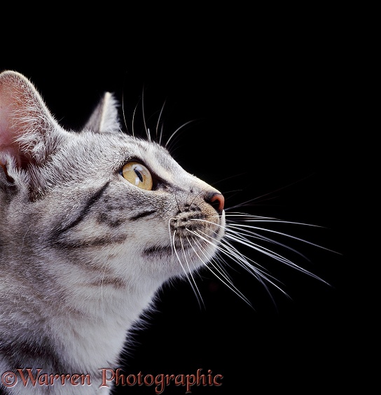 Profile portrait of silver tabby Bengal-cross British Shorthair cat Asphodel, showing whiskers sprouting from a pigmented spot