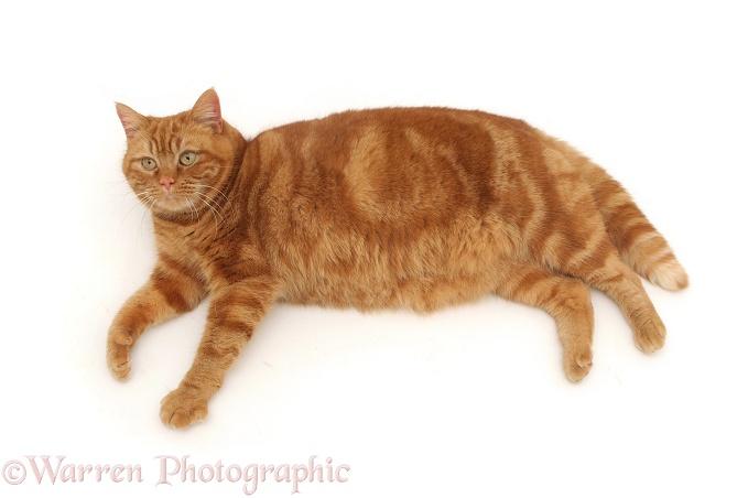 Ginger cat lying down, white background