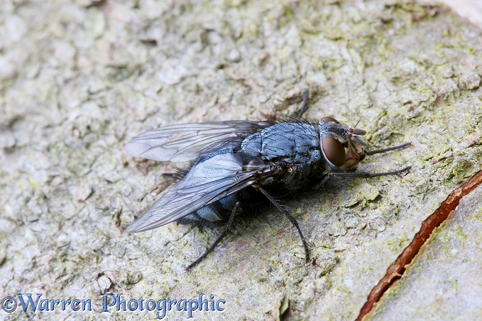 Bluebottle Fly (Calliphora erythrocephala) resting on bark