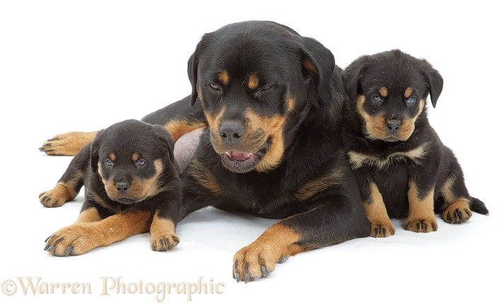 Rottweiler mother and pups, white background
