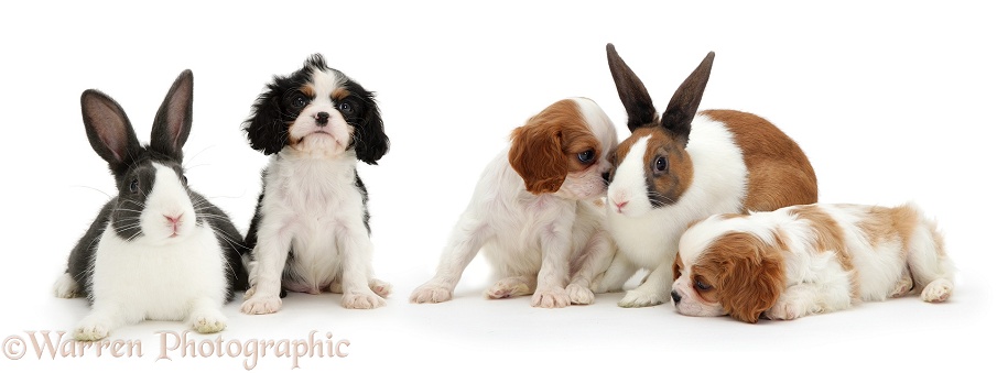 Cavalier King Charles Spaniel pups and Dutch rabbits, white background