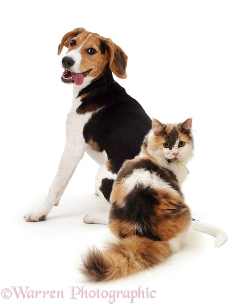 Beagle and cat, white background