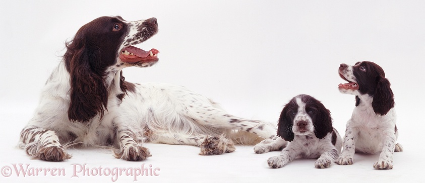Spaniel and pups, white background