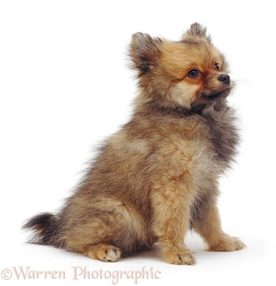 Pomeranian puppy, white background
