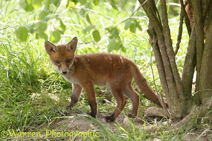 Red Fox (Vulpes vulpes) cub in afternoon sun.  Europe, Asia and N. Africa