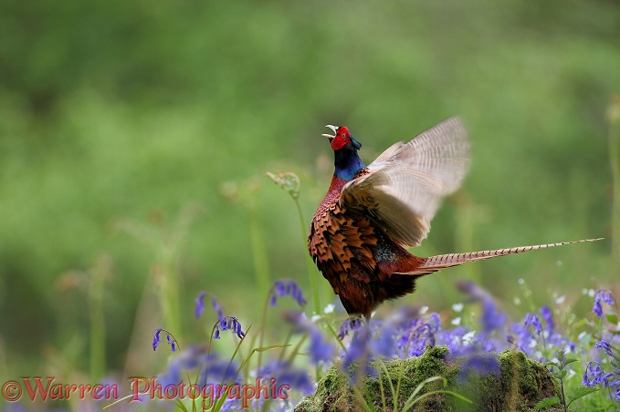 Game Pheasant (Phasianus colchicus) crowing and whirring wings.  Worldwide