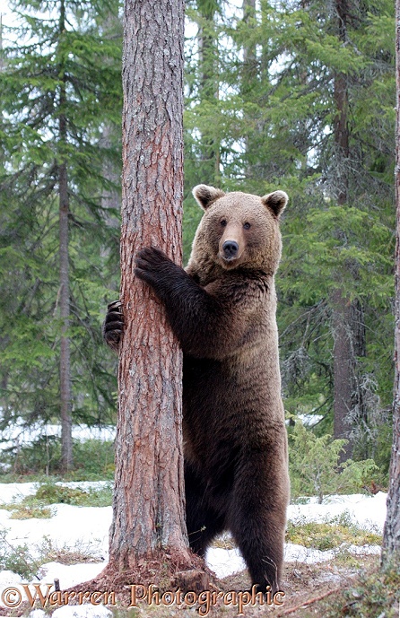 Brown Bear (Ursus arctos) hugging a pine trunk, Finland.  Europe, Asia and N. America