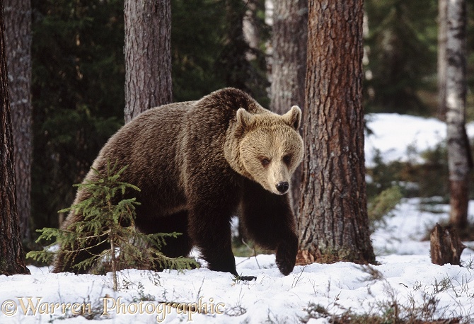 Brown Bear (Ursus arctos) searching for food as the snow melts in spring, Finland.  Europe, Asia and N. America