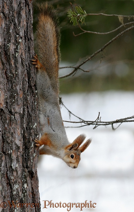 Red Squirrel (Sciurus vulgaris) moulting out of winter coat in spring, Finland.  Europe, Asia