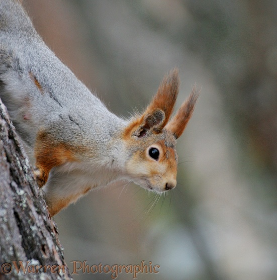 Red Squirrel (Sciurus vulgaris) moulting out of winter coat in spring, Finland.  Europe, Asia