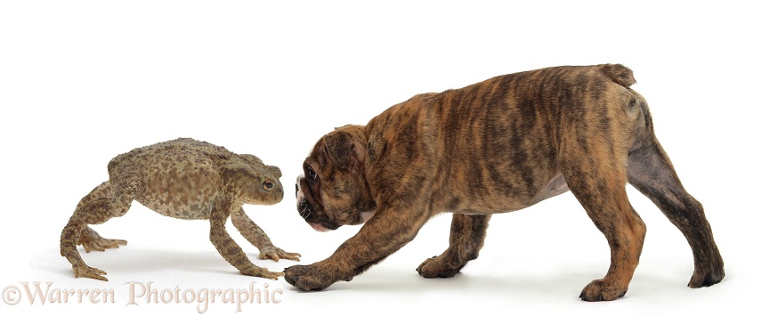Brindle Bulldog pup facing off a large Common Toad (Bufo bufo), white background