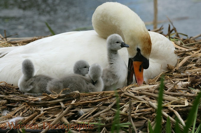 Mute Swan (Cygnus olor) day old cygnets with pen.  Europe, Asia and N. America