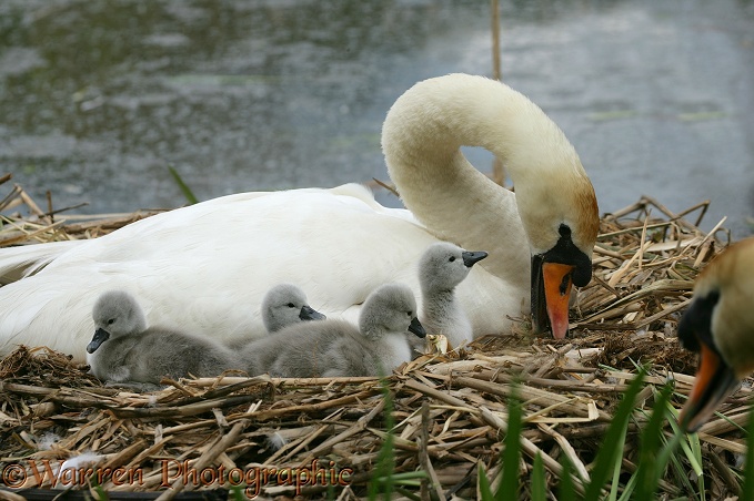 Mute Swan (Cygnus olor) day old cygnets with pen.  Europe, Asia and N. America