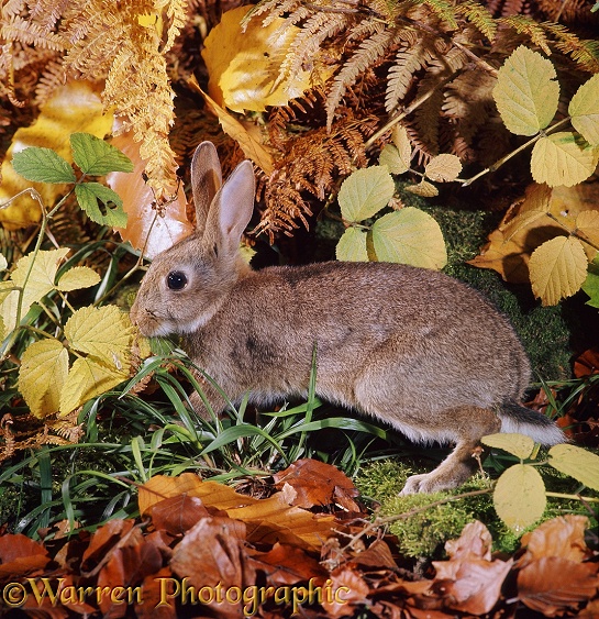 European Rabbit (Oryctolagus cuniculus).  Europe, North Africa
